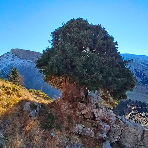El “Tejo de la Espata” de Villanúa, árbol singular de Aragón 