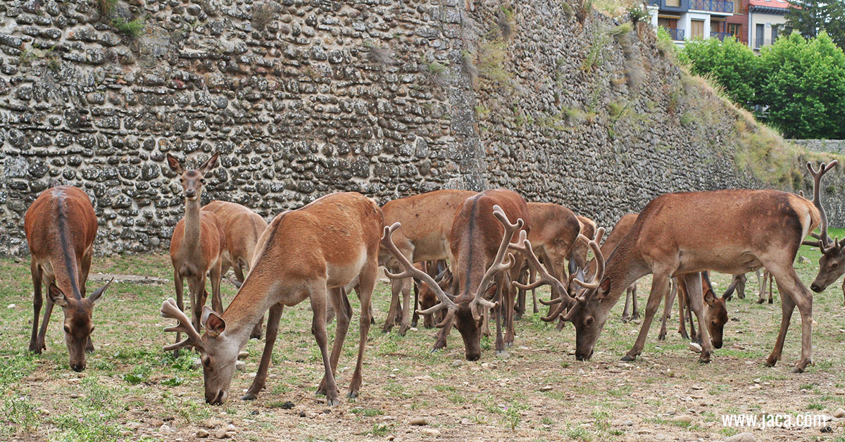 La Ciudadela de Jaca conmemora el 50 aniversario de la llegada de los ciervos