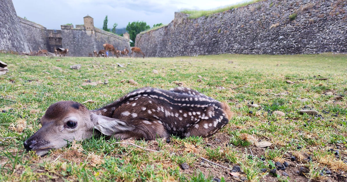 Tres días después del nacimiento de Tuca, el nombre que se ha decidido dar a esta cervatilla es Tina, diminutivo de Agustina y recordando a la heroína Agustina de Aragón en la guerra de 1808. Con su nacimiento, la manada se compone actualmente de 26 miembros, 24 adultos y 2 cervatillas.